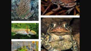 AMPHIBIAN RAP0001wmv [upl. by Riess487]