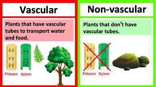 VASCULAR vs NONVASCULAR PLANTS 🤔  Whats the difference  Learn with examples [upl. by Nylannej713]