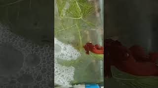 Betta fish breeding in Tamil easy method shorts trending bettafish bettasworld [upl. by Kos]