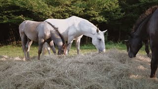 Barbana Lipizzans  Lipizzan Horses Breeding Farm [upl. by Granese]