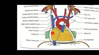 Anatomy of Phrenic nerve [upl. by Eseilanna]