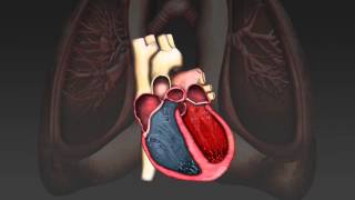 The cardiac cycle [upl. by Haleeuqa]