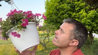 Can I Turn These Small Petunia Baskets Into Showpieces [upl. by Alyk]