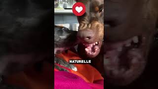 Voici les 5 chiens les plus dangereux du monde chien dangereux psi mastiff doberman kangal [upl. by Eves]