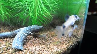 Parade de ponte Corydoras Panda [upl. by Esihcoc]