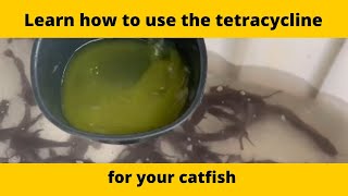 How to use the tetracycline for catfish disease or prevention [upl. by Vookles306]