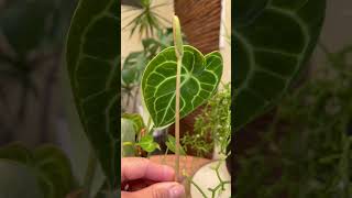 Anthurium Clarinervium Flower  How to prune anthurium inflorescence [upl. by Archangel]