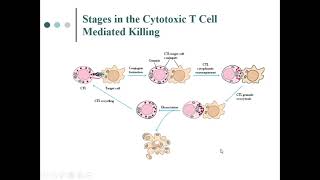 Immunology Lecture Series 38 Activation of CD8 T cell NK cell and ADCC response [upl. by Yelsgnik]