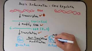 Gene Regulation Bacteria [upl. by Haronid728]