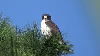 Buteo brachyurus Shorttailed hawk  Gavilán cola corta Video 02 [upl. by Nylsor]