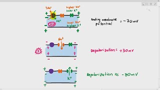 156 Action Potential Depolarization amp Repolarization Cambridge AS A Level Biology 9700 [upl. by Pasquale]