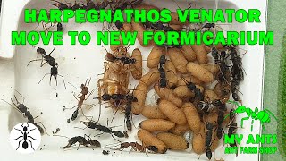 The Harpegnathos venator colony moves from Mini Formicaria to the spacious Double House [upl. by Lydia]