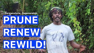 REWILD YOUR YARD Regeneration  Permaculture Garden  Compound Gardening [upl. by Anua]