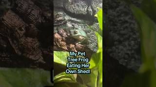 Tree Frog Eats Own Shed treefrog nature wildlife pets petfrog frog reptile shedding pet [upl. by Orlan38]