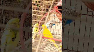 parrots talking 🐦 parrots singing 🐧 parrot sound 🐓 parrots funny videos 🐬🐟🌏 [upl. by Marylee]