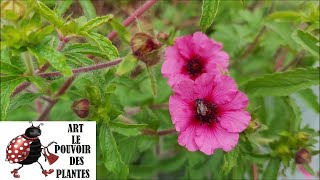 Tuto jardin Taille et entretien Potentilla atrosanguinea Potentille sanguine Plante vivace [upl. by Saxela]