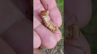 Lobster Moth Caterpillar [upl. by Egidio]