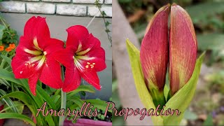 The Amaryllis Summer Growth How To Plant Propagate Amaryllis Bulb To Flower Complete Guide [upl. by Larrie820]