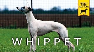 WHIPPET trailer documentario razza canina [upl. by Anoy405]