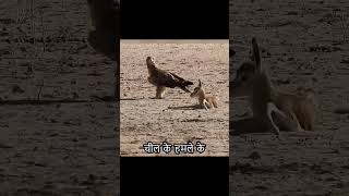 The newborn antelope was attacked by an eagle Its so cruel wildlife animals birdofprey [upl. by Reyna]