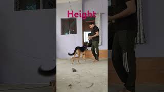 German shepherd dog heightyoutubeshorts [upl. by Trust]