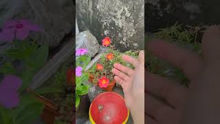 Garmiyon Mein Jarur Lagaya yah Phool ka paudha 😘 flowers gardening plants [upl. by Gherardi]