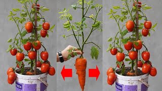 Grow TOMATOES and CARROTS Together for AMAZING Results [upl. by Nosnek161]