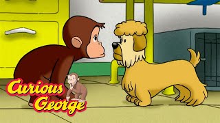 George Goes to a Dog Show 🐵 Curious George 🐵 Kids Cartoon 🐵 Kids Movies [upl. by Dub489]