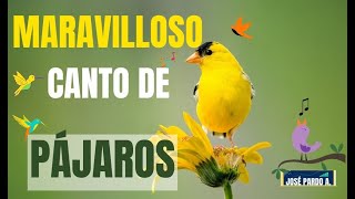 Maravilloso Canto de Pájaros en el Bosque 🦜 Sonidos relajantes de Pájaros sonidosdelanaturaleza [upl. by Sletten]