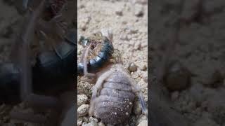 Camel Spider Vs Centipede  Who Wins Epic Bug Battle High Definition [upl. by Enneicul934]