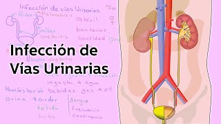 Infección de Vías Urinarias  Salud  Educatina [upl. by Tengler693]