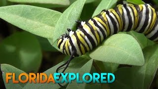 Monarch Caterpillar Eating Leaves  Florida Explored [upl. by Thurstan]