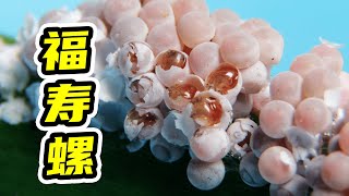 Pomacea canaliculata 福寿螺卵的孵化过程，用牙签会更快更解压 [upl. by Anomor]