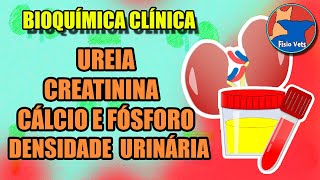 Avaliação laboratorial da Função Renal  introdução Parte 1  Medicina veterinária [upl. by Ycnuahc]