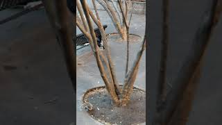 People playing basketball in Stuyvesant Town in the East Village [upl. by Farrand]