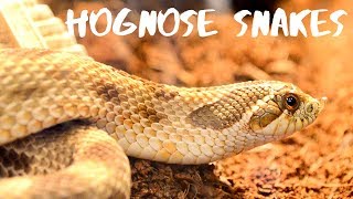 Western Hognose Snakes  Everything You Need To Know [upl. by Abramson64]