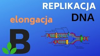 ELONGACJA replikacji DNA  genetyka  KOREPETYCJE z BIOLOGII  205 [upl. by Egrog]