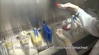 Subculturing HEp2 cells [upl. by Knowlton]