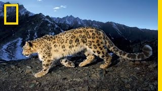 Searching for the Snow Leopard  National Geographic [upl. by Palladin]