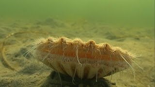 Must see cute Clam  Sea Scallop swimming  jumping underwater Морской гребешок Almeja あさり 多头 [upl. by Arundell]