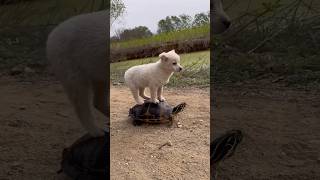 Animales Graciosos 😂 shorts shortvideo animales [upl. by Zurciram]