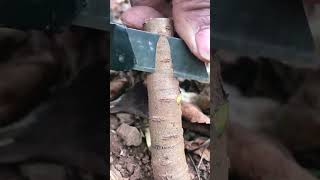 Best grafting technique grafting satisfying [upl. by Eidroj]