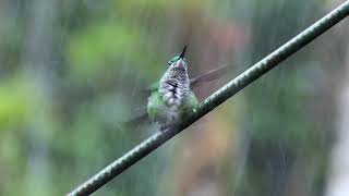 Hummingbird Bathing in the Rain [upl. by Ellenet]