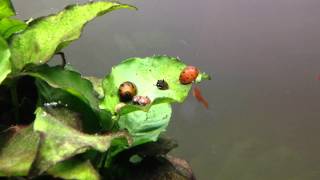 Nerite and Horned Nerite Snails eating algae  timelapse [upl. by Freeborn]