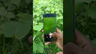 HOW TO POCO M4 PRO 4G CAMERA TEST settings shortvideo youtubeshorts [upl. by Fulmis]