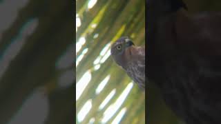 youtubeshort স্ত্রী বাজ পাখি  SHIKRA female  viewing today noon time near my house window [upl. by Yelssew]