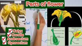 Parts of flowerCalyx CorollaAndroeciumGynoecium [upl. by Parshall]