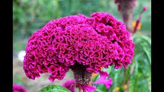 Cockscomb FlowersCelosiaHow To Save Seeds [upl. by Kcirret]