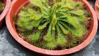 Drosera spathulata 食蟲植物圖鑑 小毛氈苔 [upl. by Hoseia]