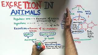 Excretion In Animals  Ammonotelic Ureotelic And Uricotelic  Class 12 Biology [upl. by Jangro]